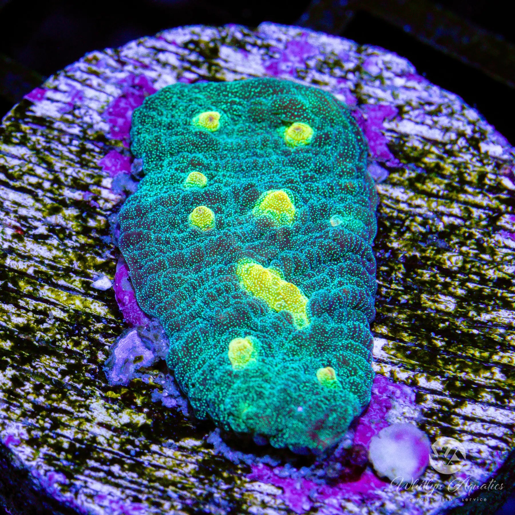 C12 Space Invader Chalice WYSIWYG - Rare Coral for Saltwater Aquariums, Perfect for Reef Tanks and Marine Displays