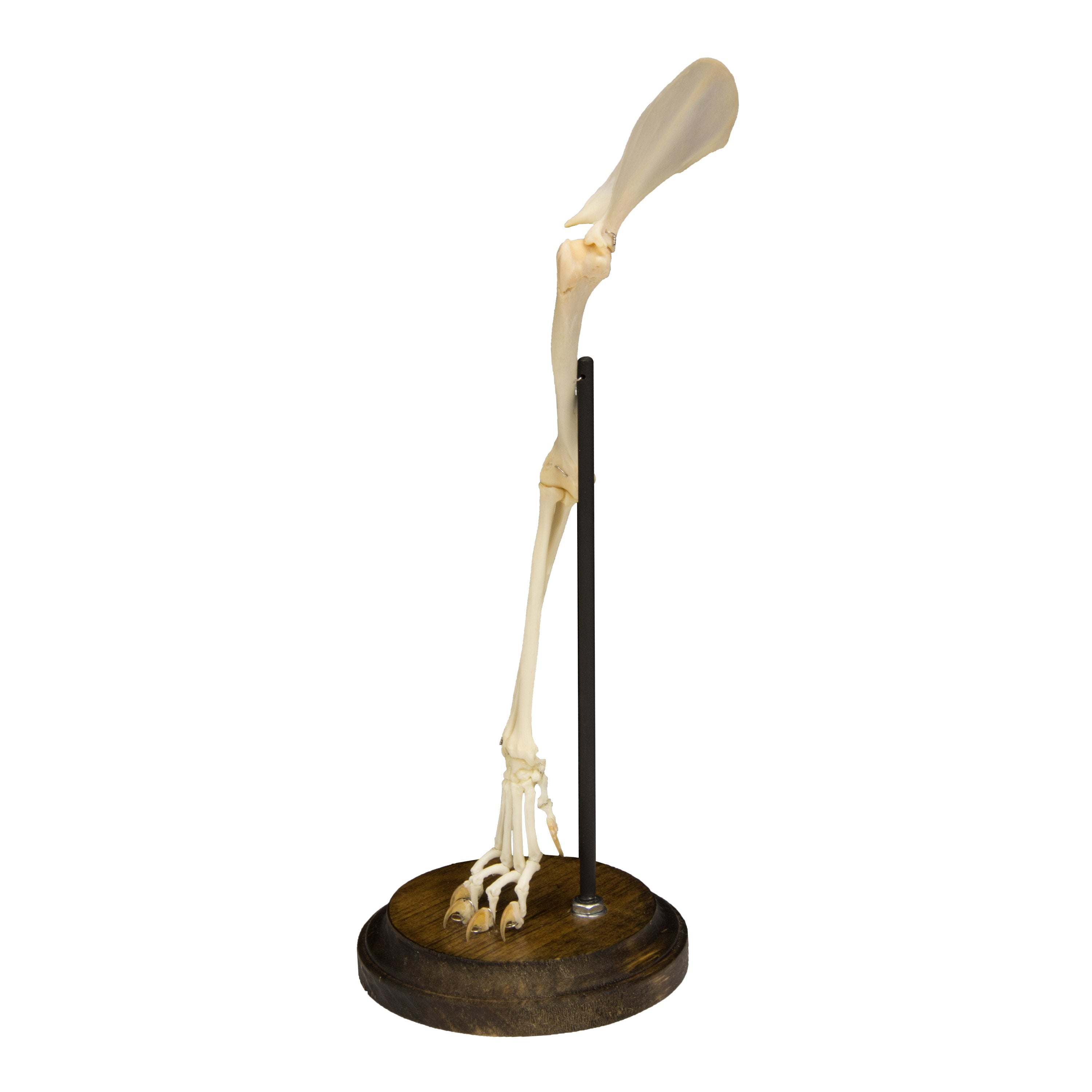 Realistic Articulated Cat Forelimb Model - Perfect for Veterinary Training, Taxidermy & Anatomy Study