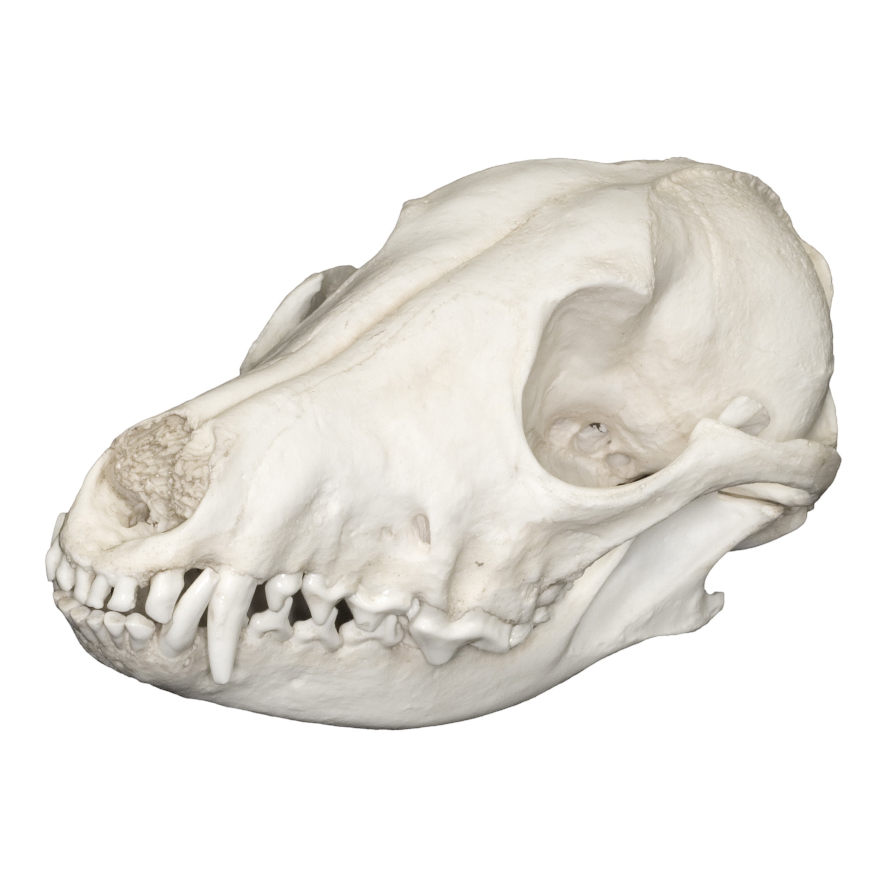 Authentic Replica Black-Backed Jackal Skull - Realistic Animal Skull Model for Home Decor, Halloween Props, and Educational Displays