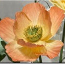 40cm Giant Peony Flower Orange - Large Artificial Peony Silk Flowers for Wedding Decor, Home Decoration, Party Centerpieces, Floral Arrangements