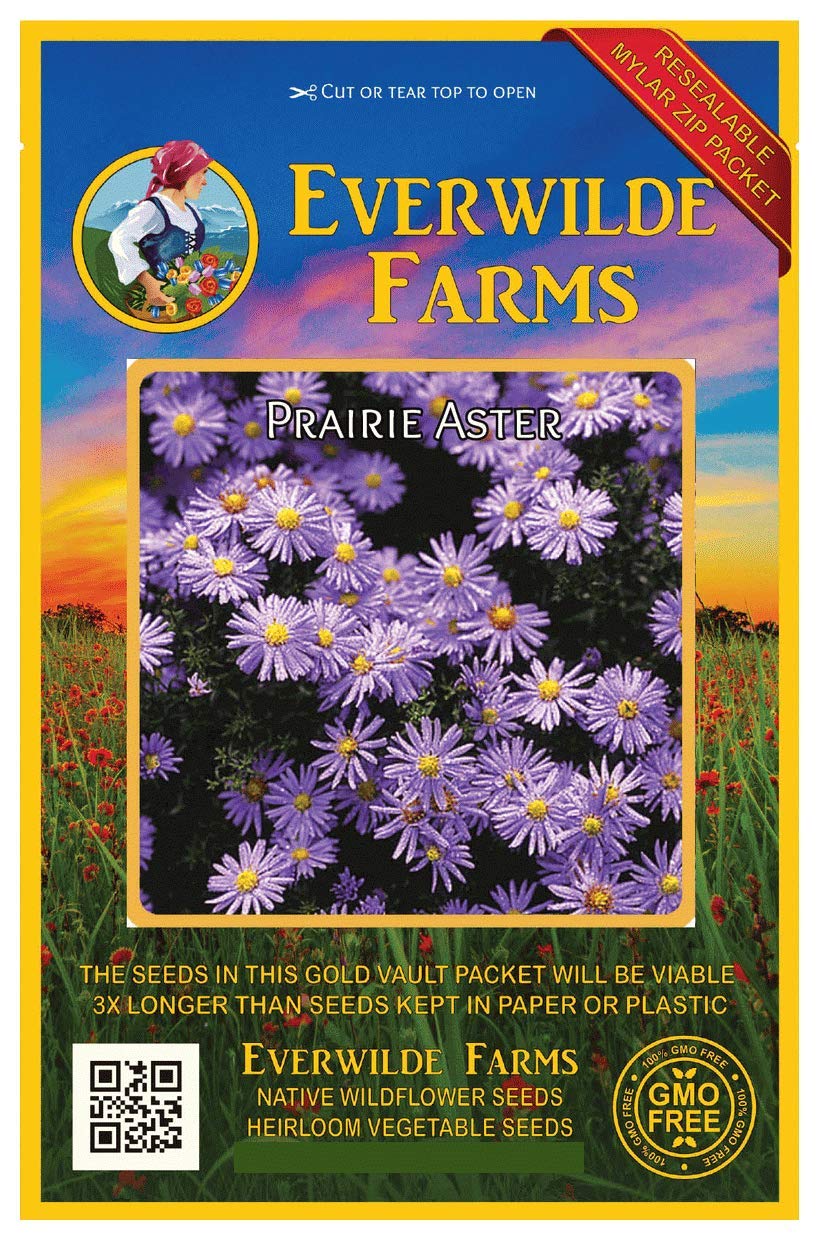 Everwilde Farms - 1000 Prairie Aster Native Wildflower Seeds - Gold Vault Jumbo Seed Packet for Pollinator Gardens, Landscaping & DIY Bouquets