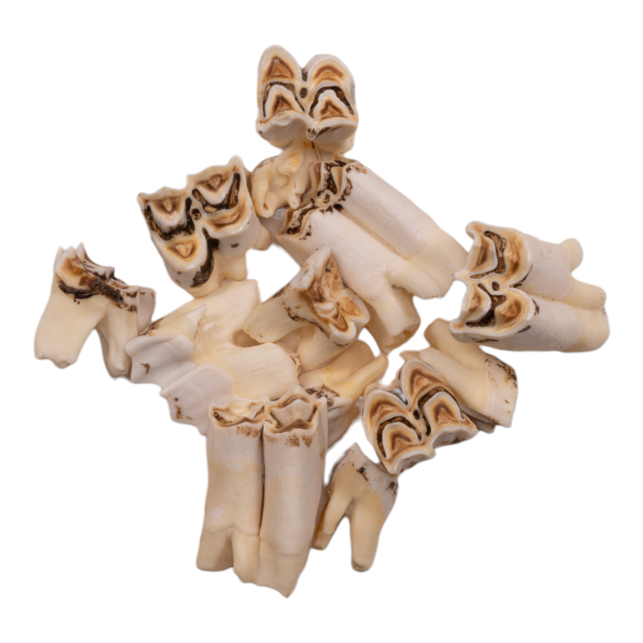 Real Eland Tooth - Authentic Single Piece for Jewelry Making, Taxidermy & Home Decor | Natural Oddity Collectible