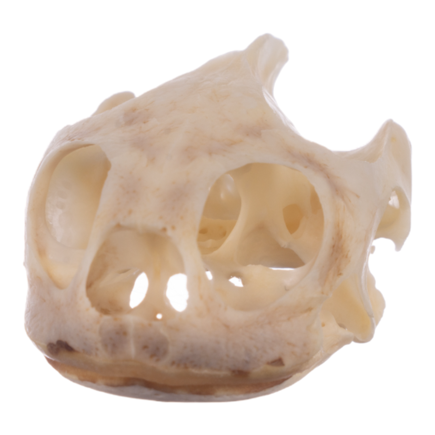 Authentic Real River Cooter Skull - Genuine Turtle Skull Specimen for Science Study, Taxidermy, and Home Decor - Perfect for Biology Classrooms, Oddity Collections, and Gothic Decor