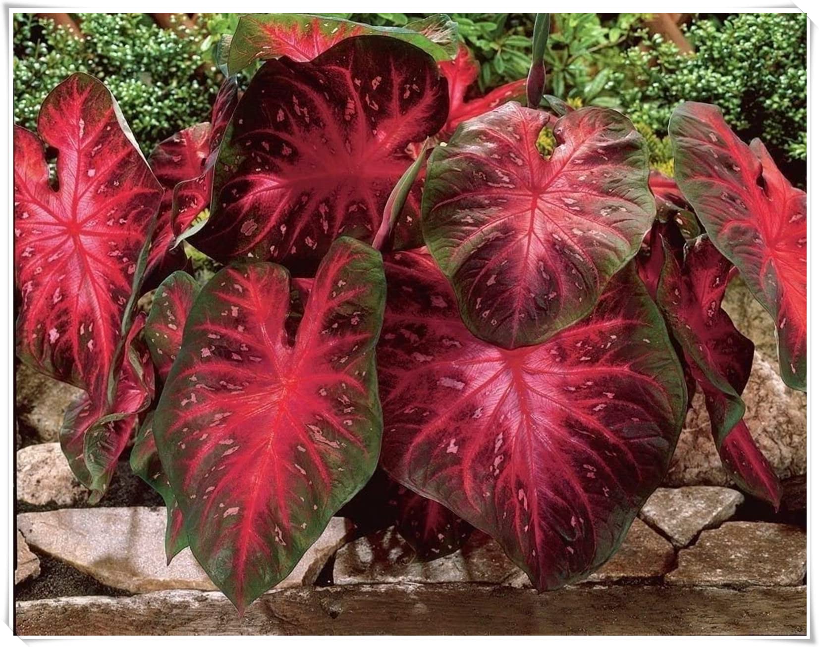 Black Elephant Ear Tubers - Easy to Grow Perennial Plants for Garden & Pots (8 Bulbs) | Perfect Outdoor Decor & Unique Gardening Gift Idea