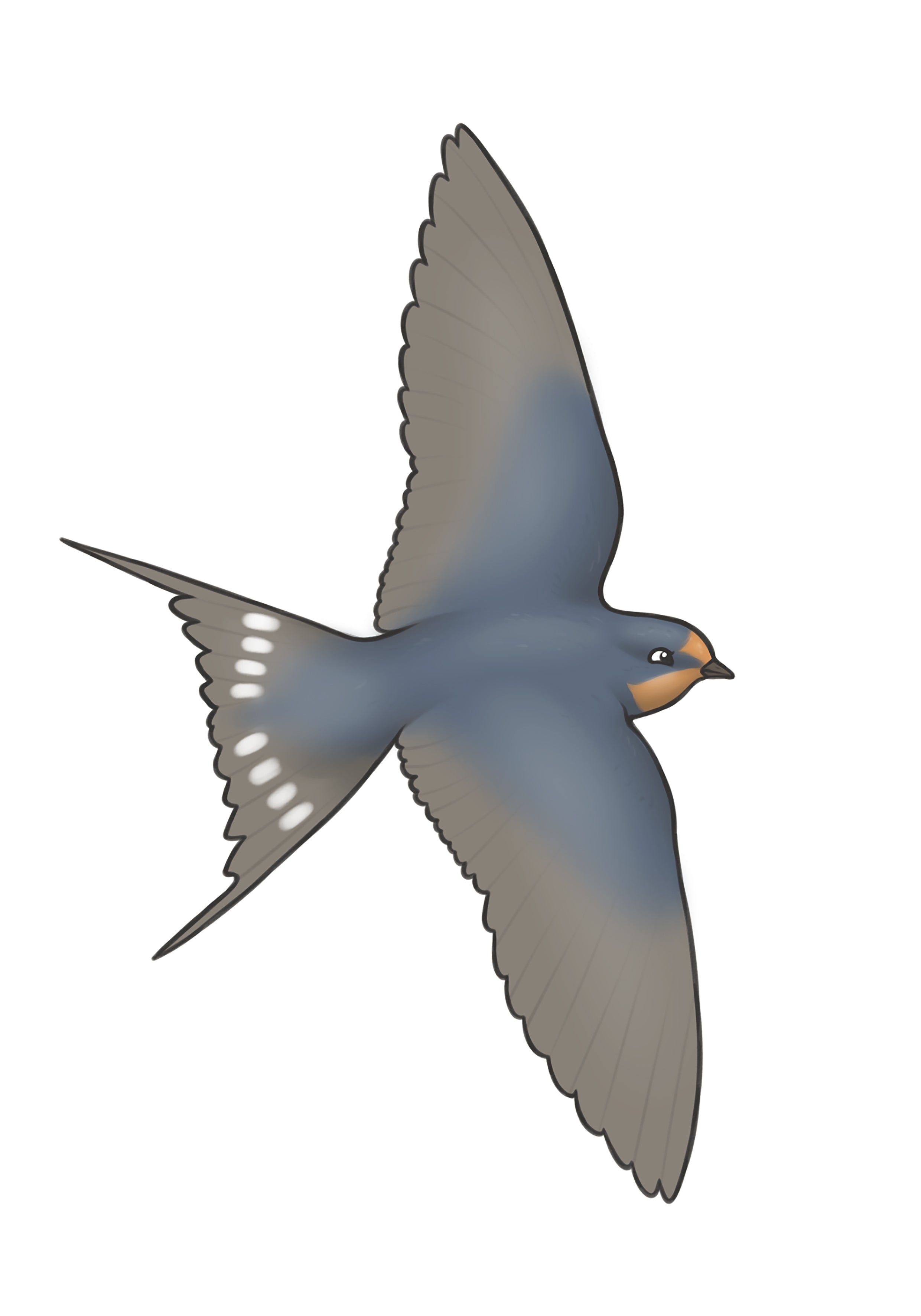 Swallow A4 Print by Joe Hollingsworth & Oystercatcher - Beautiful Coastal Bird Artwork for Home & Office Decor | Perfect for Beach Houses, Nautical Themed Rooms & Nature Lovers