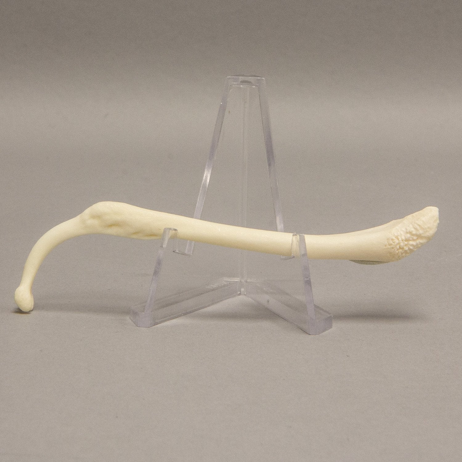 Authentic Real Raccoon Baculum Bone - Natural Healed Specimen for Oddity Collectors & Taxidermy - Perfect for Curio Cabinets, Gothic Decor, and Educational Displays