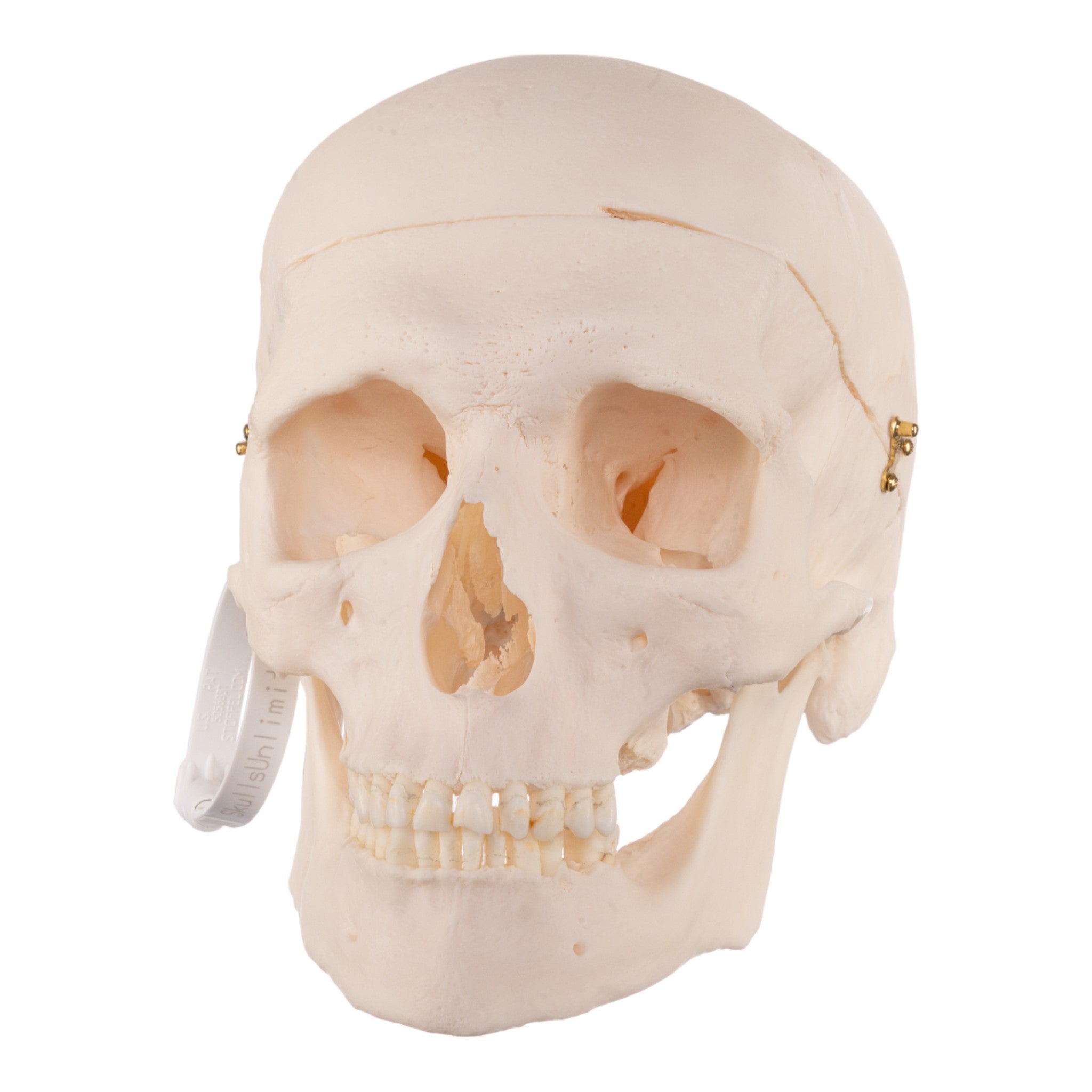 Premium Anatomical Human Skull Model - Accurate Medical & Educational Replica for Doctors, Students & Halloween Decor | Perfect for Classrooms, Labs & Spooky Home Decor