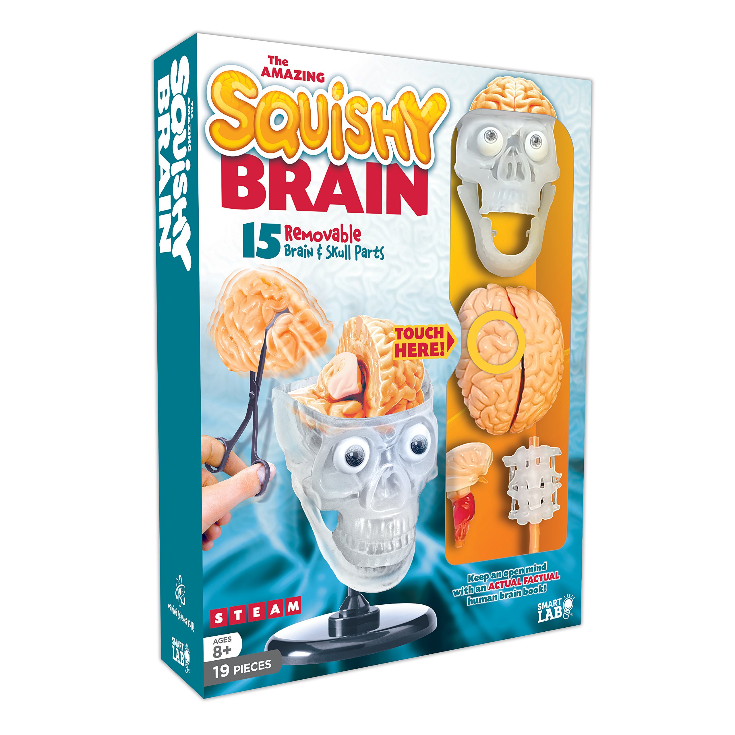 SmartLab Toys The Amazing Squishy Brain - Educational Science Toy for Kids, Squishy Brain Model with Fun Facts - Perfect for STEM Learning, Classroom Activities & Science Gifts