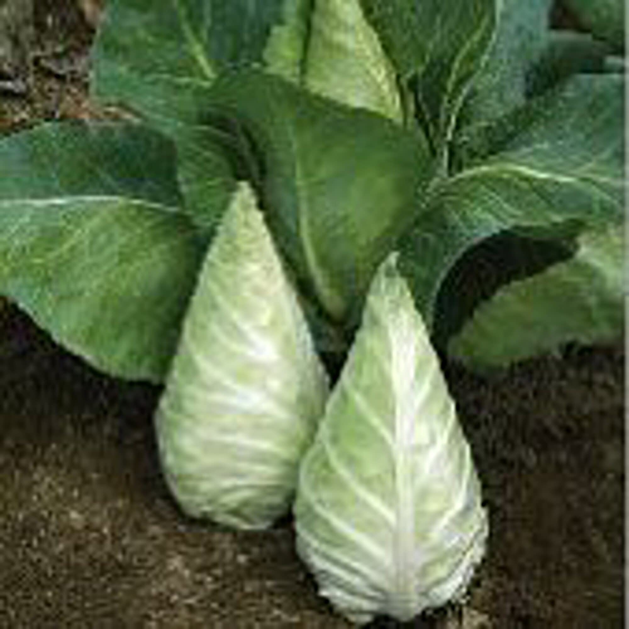 Organic Caraflex Cabbage Seeds (20+ Seeds) - Non-GMO Heirloom Vegetable Seeds for Planting | Home Garden, Greenhouse & Container Gardening | Perfect for Salads, Fermenting & Healthy Eating