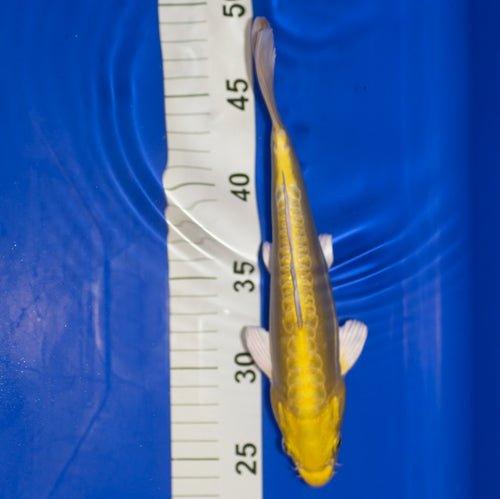 Yamabuki Doitsu Ogon 7 8 - Premium Japanese Golden Koi Fish for Outdoor Ponds & Water Gardens