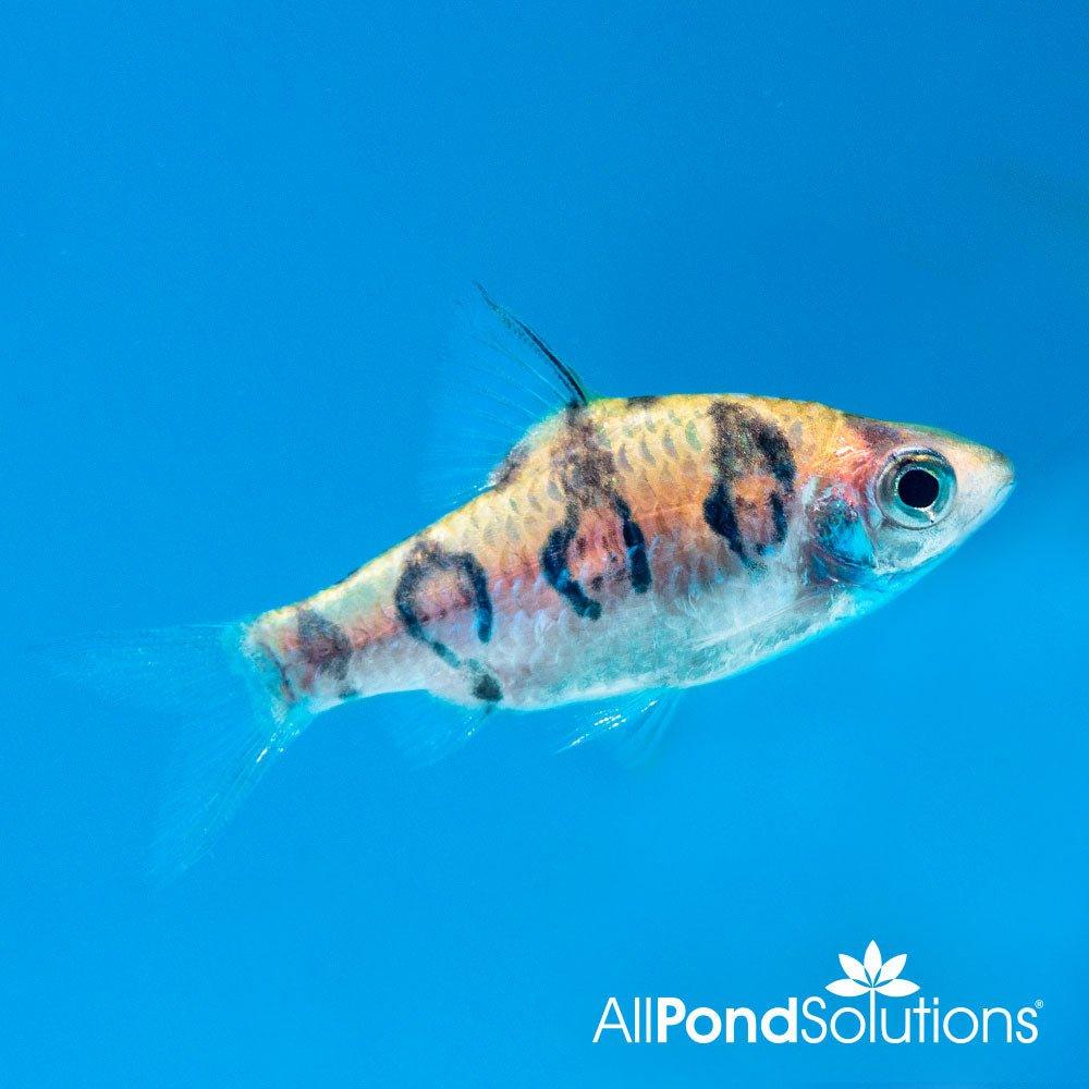 Red Rhomb Barb - High-Quality Artificial Fishing Lure for Bass & Trout | Perfect for Freshwater & Saltwater Fishing Adventures