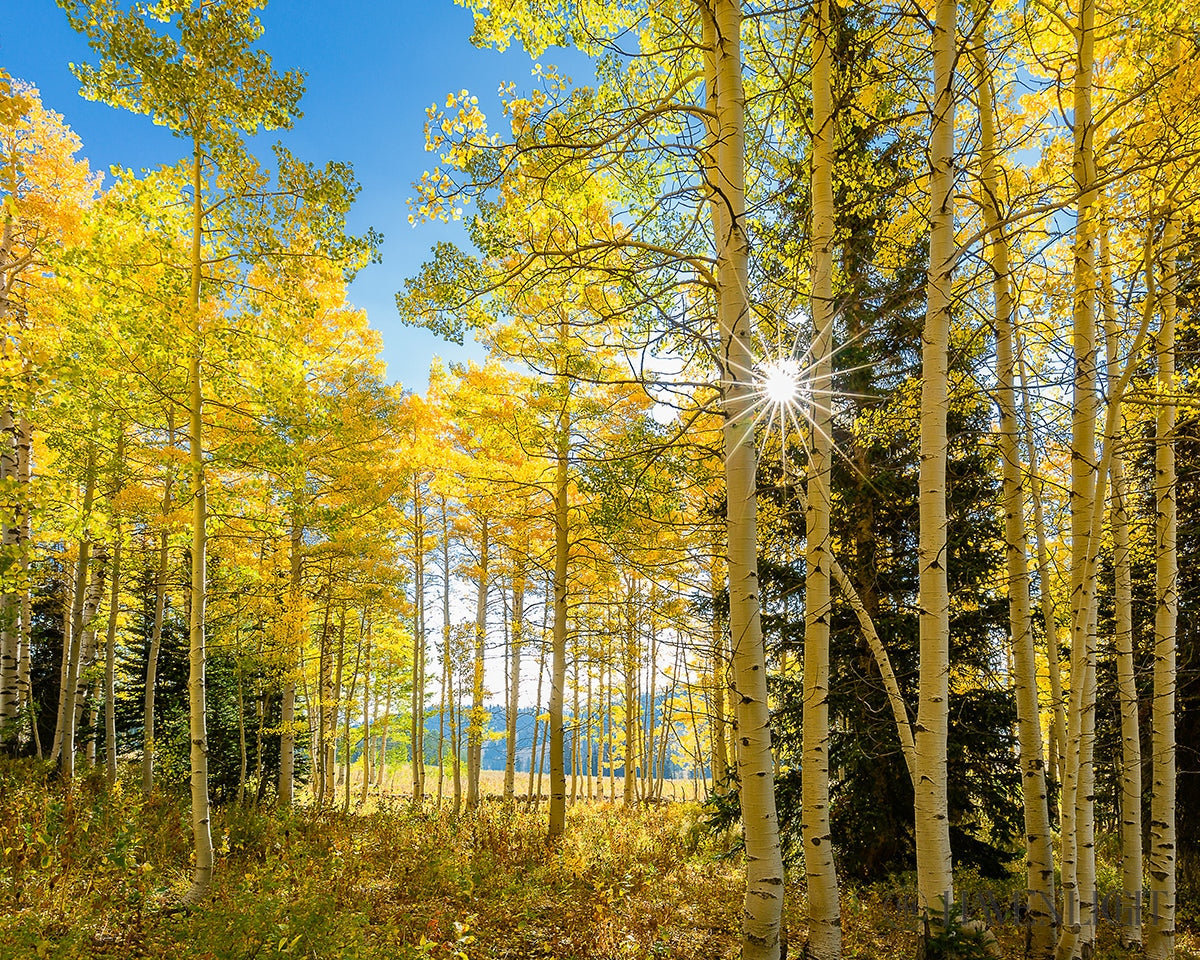 Autumn in the Rocky Mountains - Stunning Fall Foliage at Wasatch National Forest Utah | Perfect for Hiking, Photography & Nature Exploration