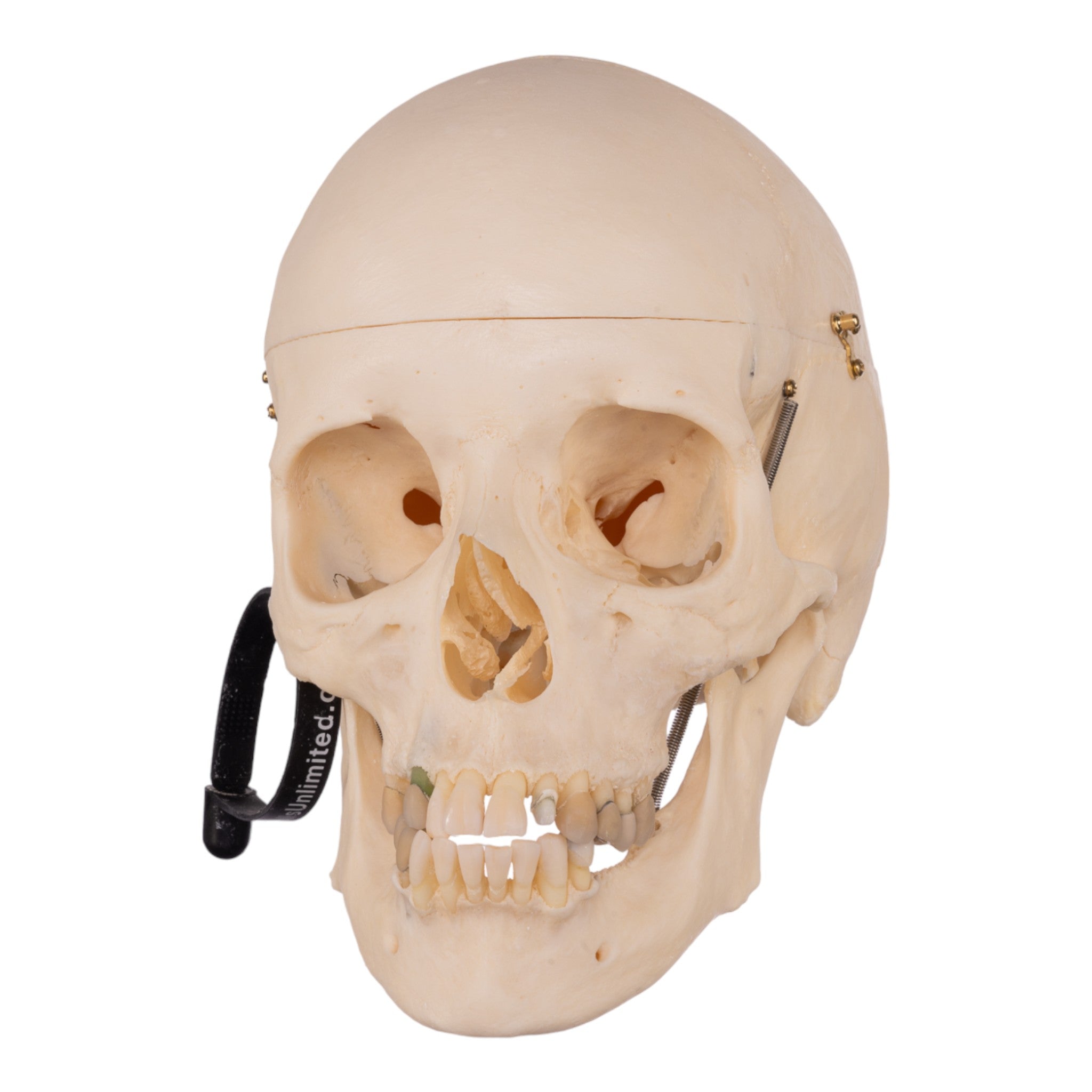 Premium Anatomical Human Skull Model - Accurate Medical & Educational Replica for Students, Doctors & Collectors | Perfect for Classroom Study, Medical Training & Halloween Decor