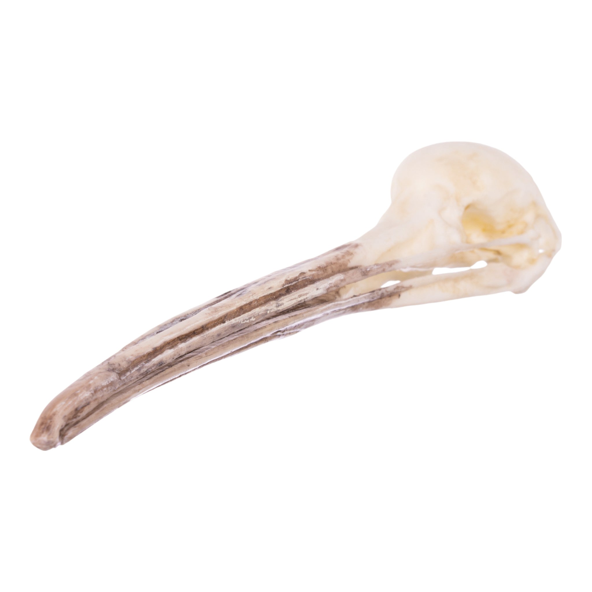 Authentic Replica Brown Kiwi Skull - Unique Home Decor & Collectible for Halloween, Gothic, and Natural History Displays