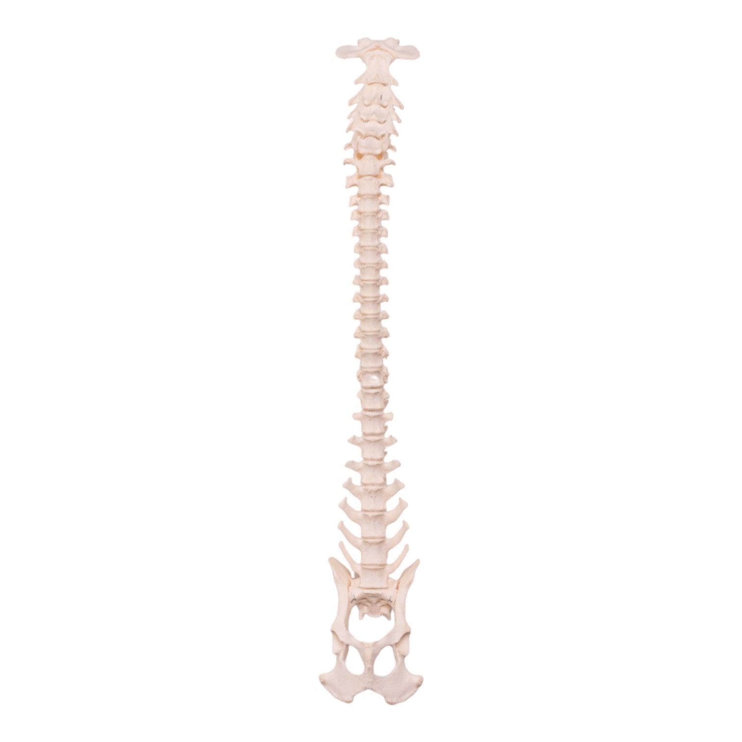 Real Domestic Dog Spine, Pelvis & Sacrum Articulated Skeleton - Veterinary Study, Anatomy Education & Taxidermy Display