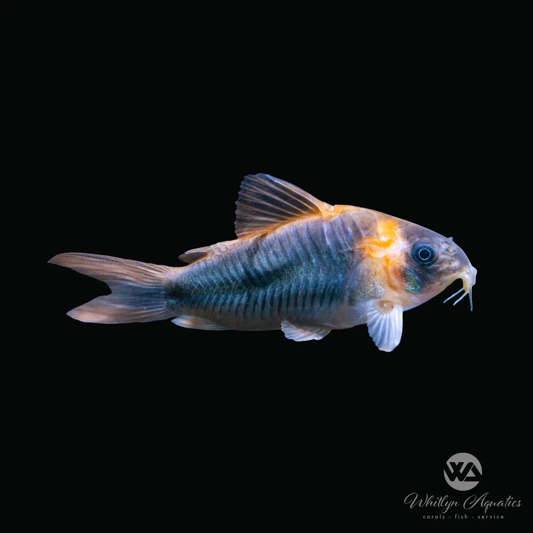 Horseman's Cory Catfish (Corydoras eques) - Freshwater Aquarium Fish for Community Tanks - Perfect for Planted Tanks and Bottom Feeders