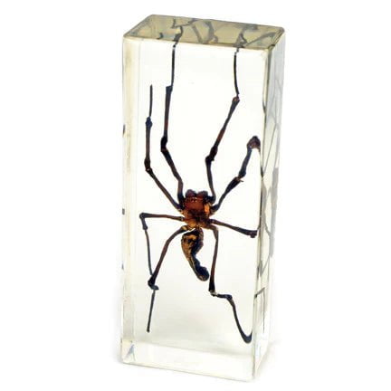 Real Golden Orb Web Spider Encased in Clear Acrylic Paperweight - Unique Desk Decor for Home Office, Science Classroom & Collector's Display
