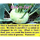 Early White Vienna Kohlrabi Seeds (1000 Count) - Mild, Sweet German Turnip Variety for Home Gardening & Organic Farming
