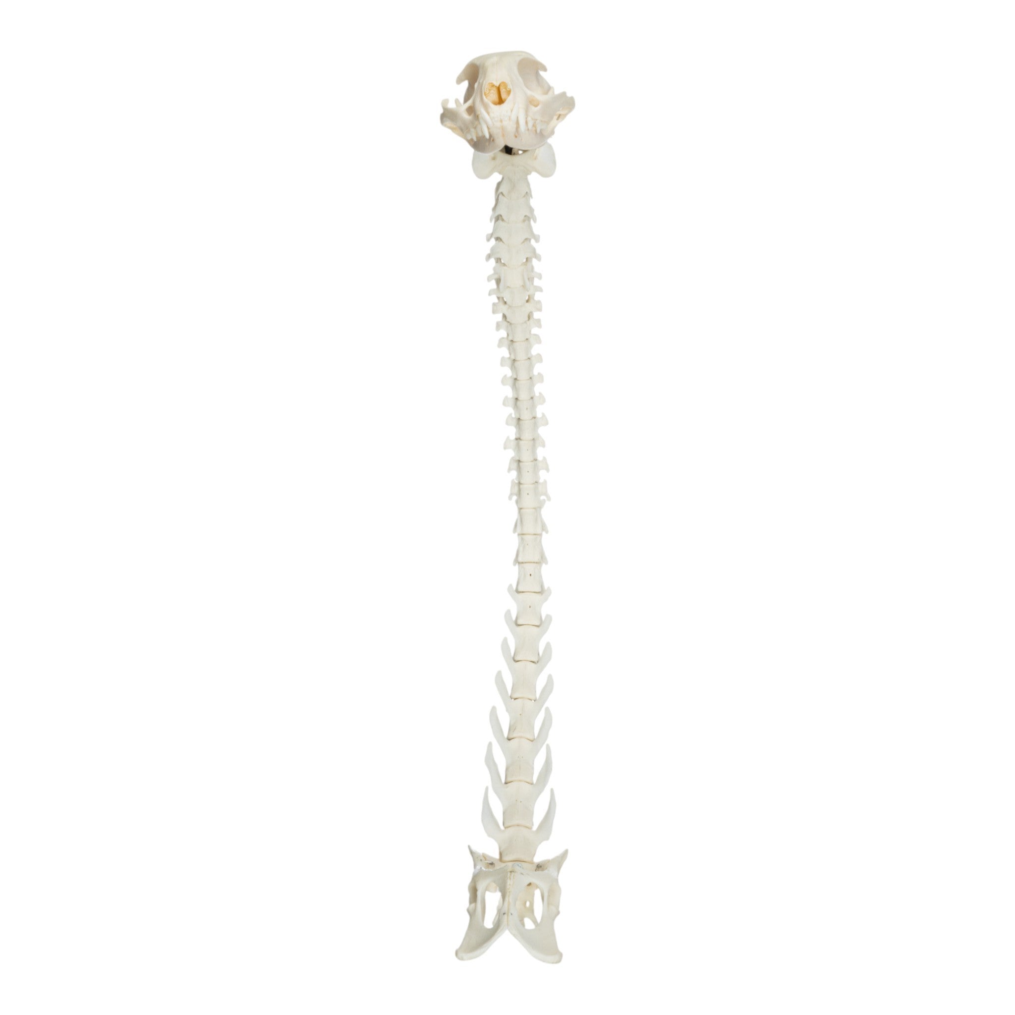 Realistic Domestic Cat Skeleton Model - Flexible Articulated Spine & Skull for Veterinary Study, Anatomy Education, and Halloween Decor