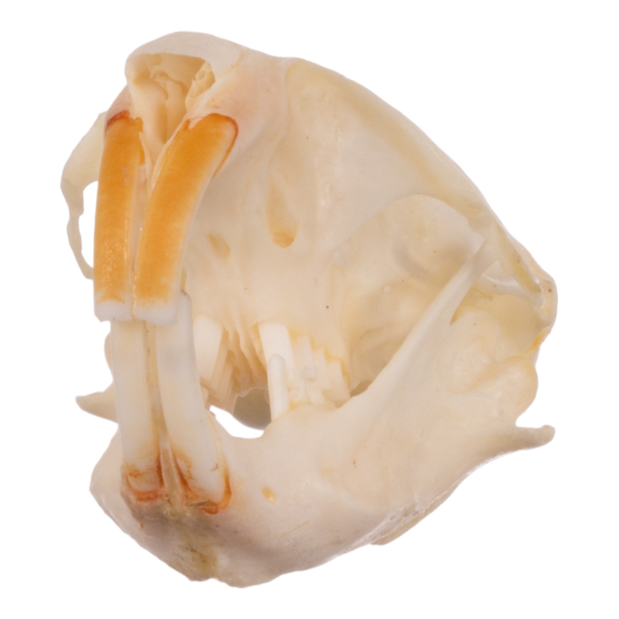Authentic Idaho Pocket Gopher Skull - Taxidermy Specimen for Science Study, Oddity Collectors & Home Decor - Perfect for Educational Displays, Cabin Decor & Gothic Collections