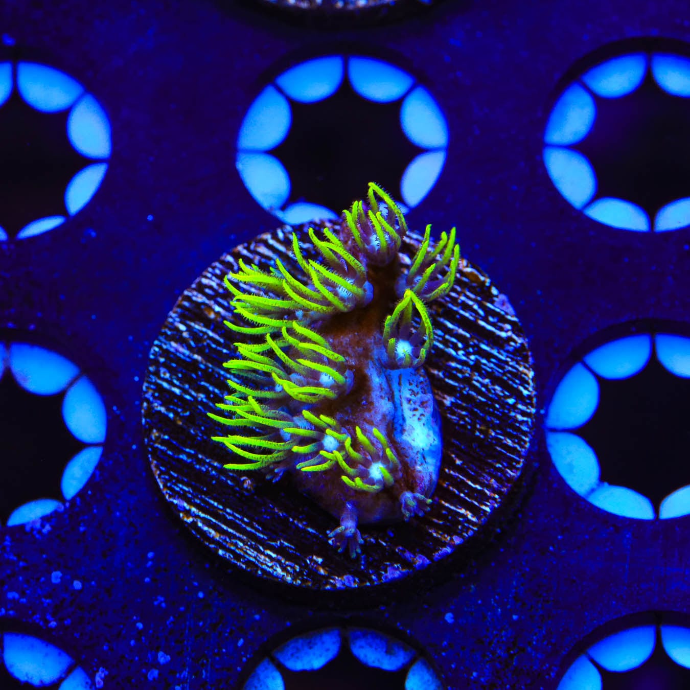 Blue Eye Star Polyps Coral - Vibrant Soft Coral for Saltwater Aquariums | Perfect for Reef Tanks & Marine Displays