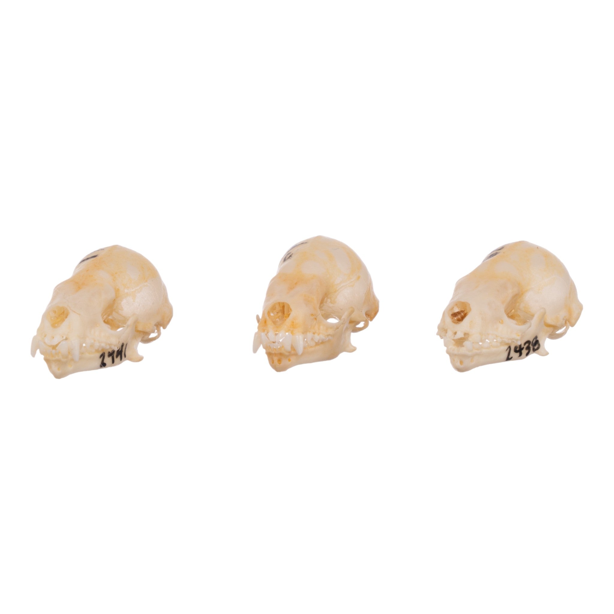 Authentic Seba's Short-Tailed Bat Skull Specimen - Real Bone Taxidermy for Science & Collectors | Perfect for Halloween Decor, Gothic Display & Biology Education