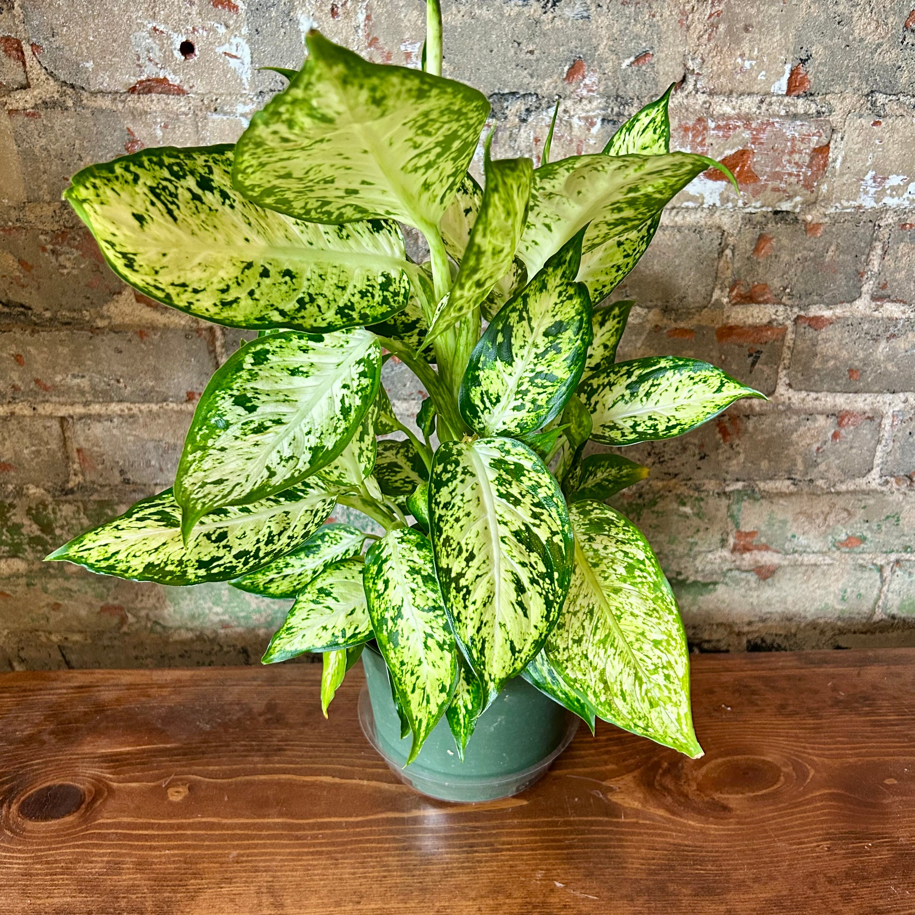 Dieffenbachia Medium LY - Low Light Indoor Houseplant for Home & Office Decor - Perfect for Living Room, Bedroom, or Workspace