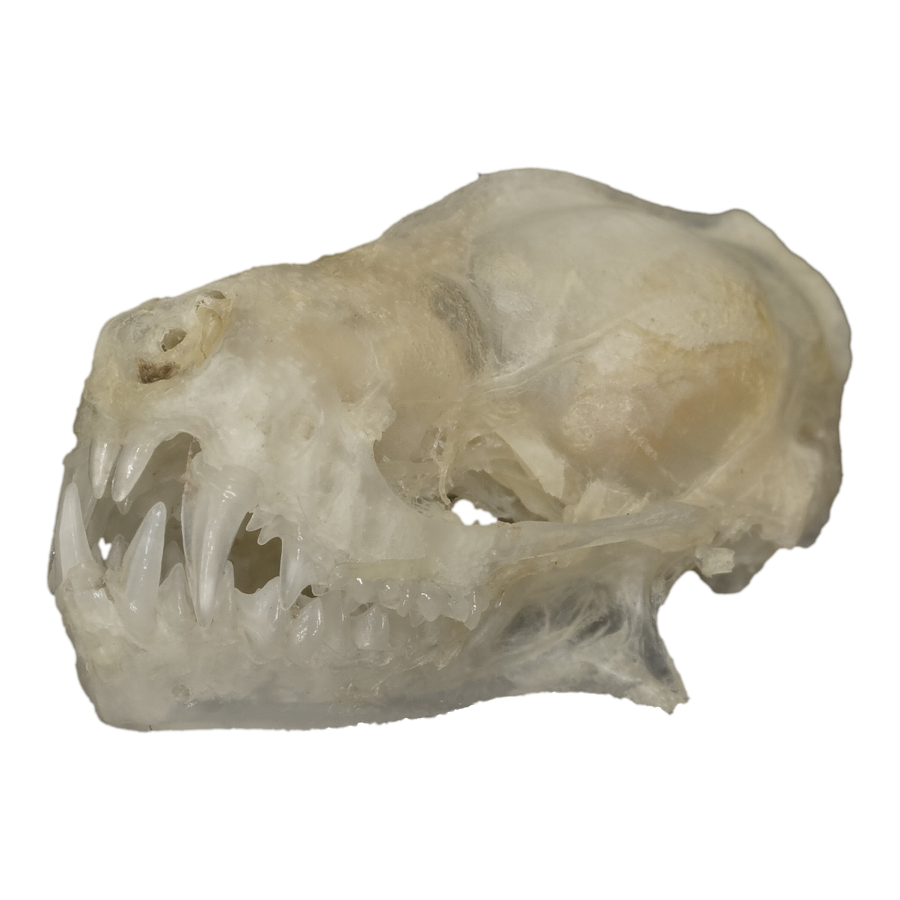 Authentic Javan Mastiff Bat Skull - Rare Collectible Specimen for Gothic Decor, Taxidermy, and Halloween Displays