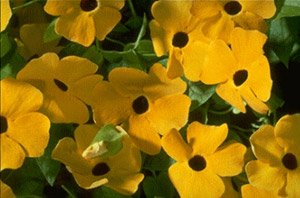 Thunbergia Susie Yellow Black Eye 1000 Seeds - Fast Growing Vine Flower Seeds for Garden, Trellis & Fence Decoration | Perfect for Outdoor Landscaping & Container Gardening