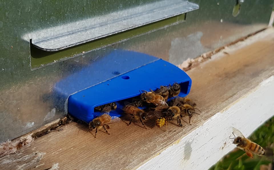 Hive Gate Entrance - Beehive Protector for Robber Bee Prevention | Essential Beekeeping Equipment for Honeybee Hive Security & Colony Protection