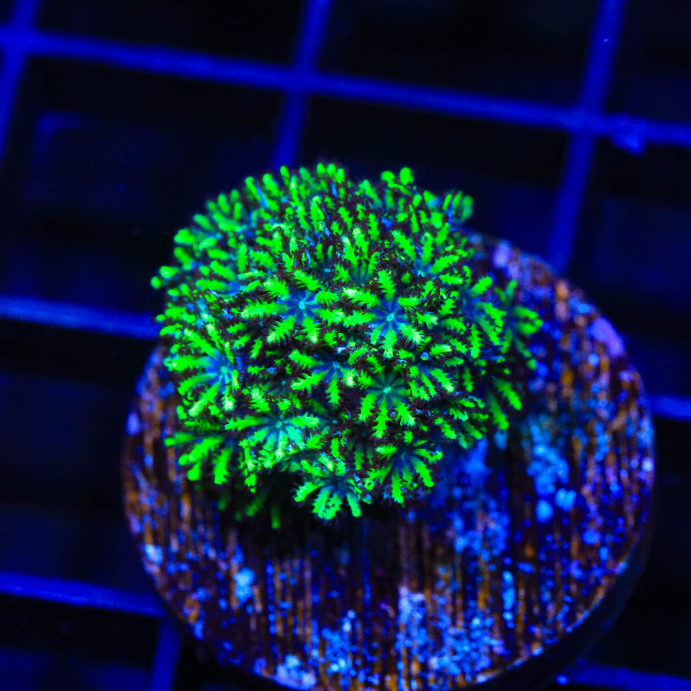 Premium Blue Green Sympodium Coral for Saltwater Aquariums | Vibrant Live Coral for Reef Tanks & Marine Displays