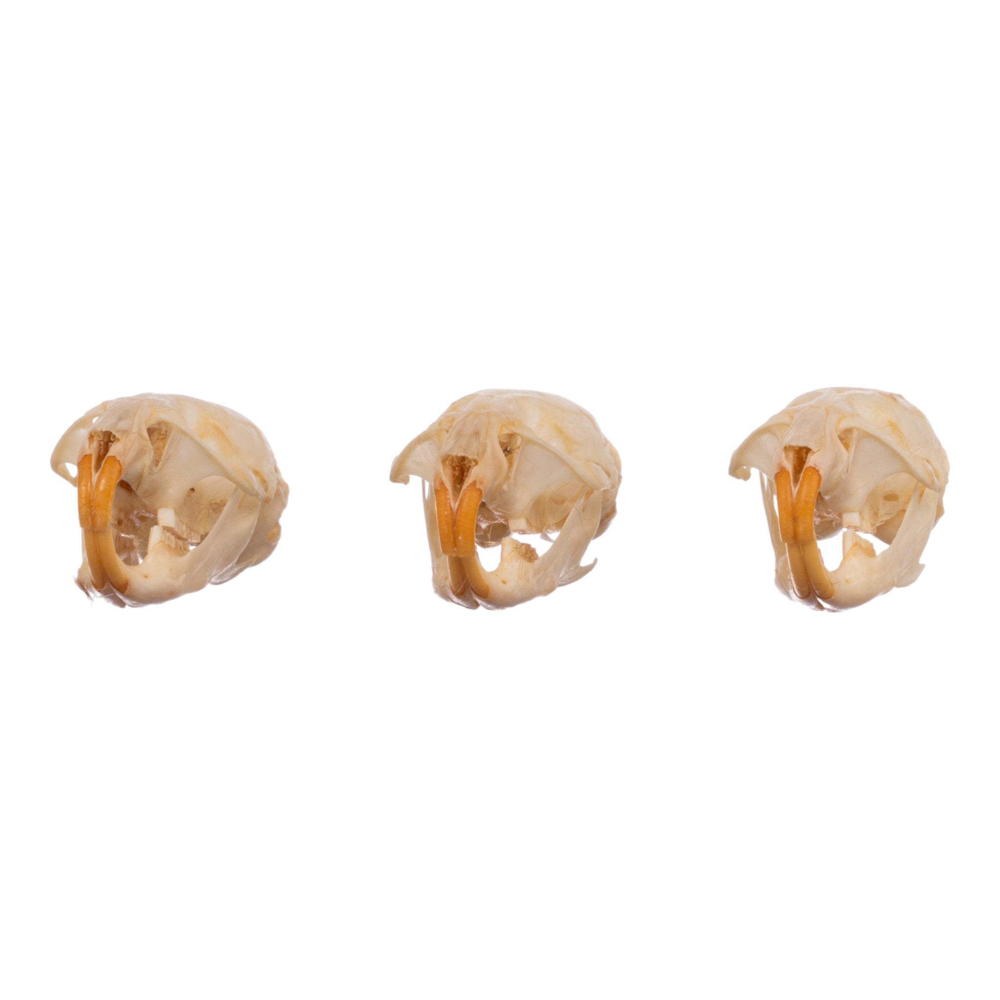 Authentic Real Meadow Vole Skull Specimen - Natural Science Collection, Taxidermy Display, Oddity Cabinet Decor - Perfect for Biology Study, Gothic Home Decor & Horror Themed Displays