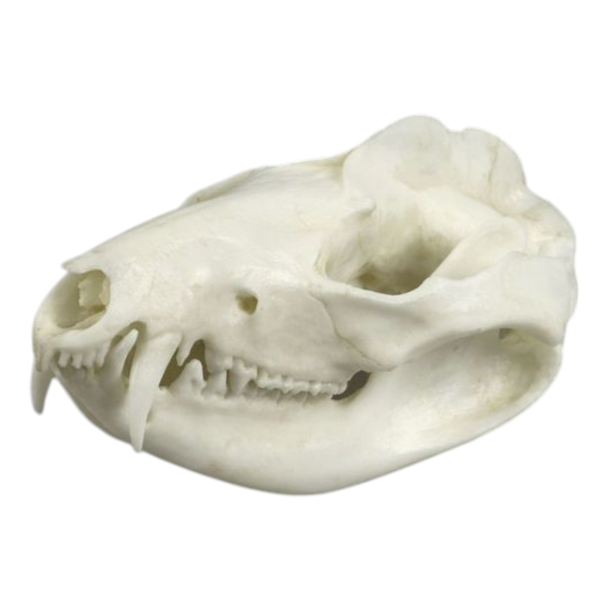 Authentic Replica American Opossum Skull - High-Quality Educational Specimen for Science Class, Halloween Decor & Taxidermy Display