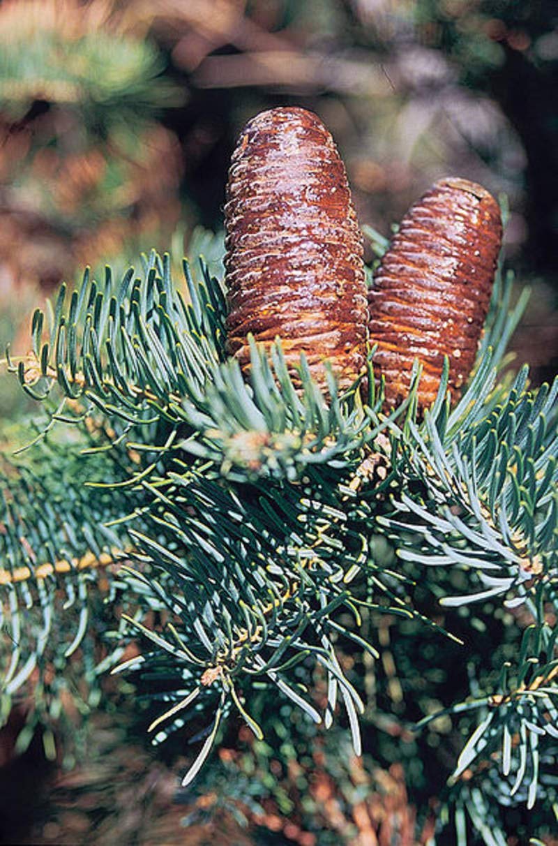 Premium 1 oz Abies concolor (White Fir) Seeds - Approx 936 Seeds - Santa Fe, NM Origin - Perfect for Landscaping, Christmas Trees & Wildlife Gardens