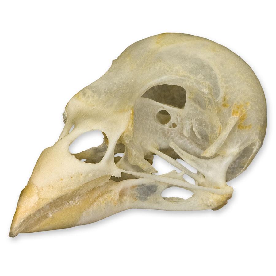 Authentic Society Finch Skull Specimen - Unique Collectible for Science, Education & Gothic Decor | Perfect for Biology Classrooms, Taxidermy Displays & Dark Aesthetic Home Decor