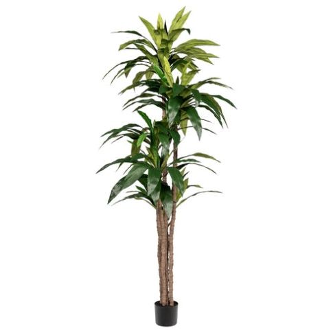 7' Dracaena Tree UV Treated - Indoor Artificial Plant for Home, Office & Commercial Decor - Perfect for Living Room, Bedroom, Lobby & Office Spaces