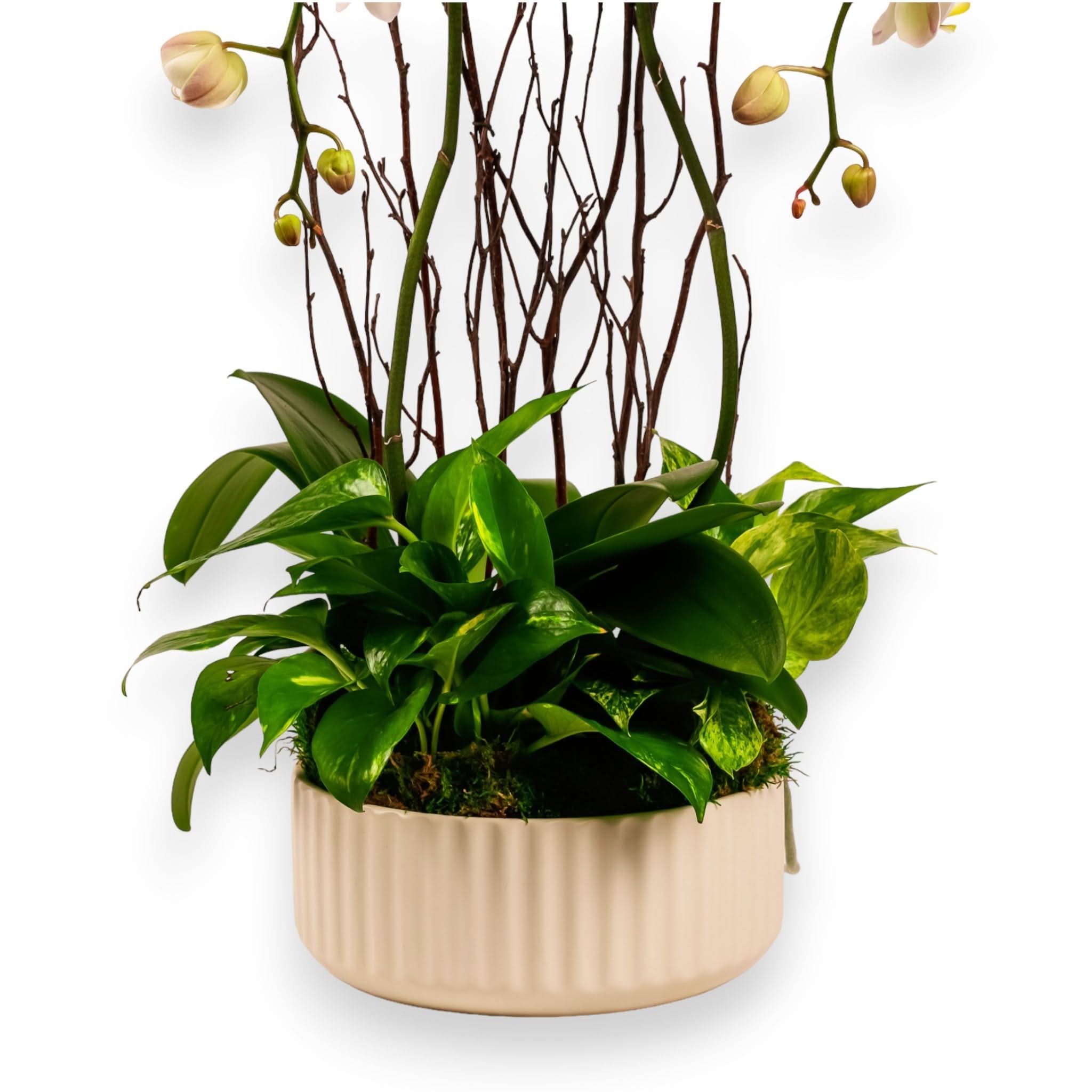Beautiful Orchid Dish Garden - Live Indoor Plants for Home & Office Decor - Perfect for Gifts, Weddings & Special Occasions