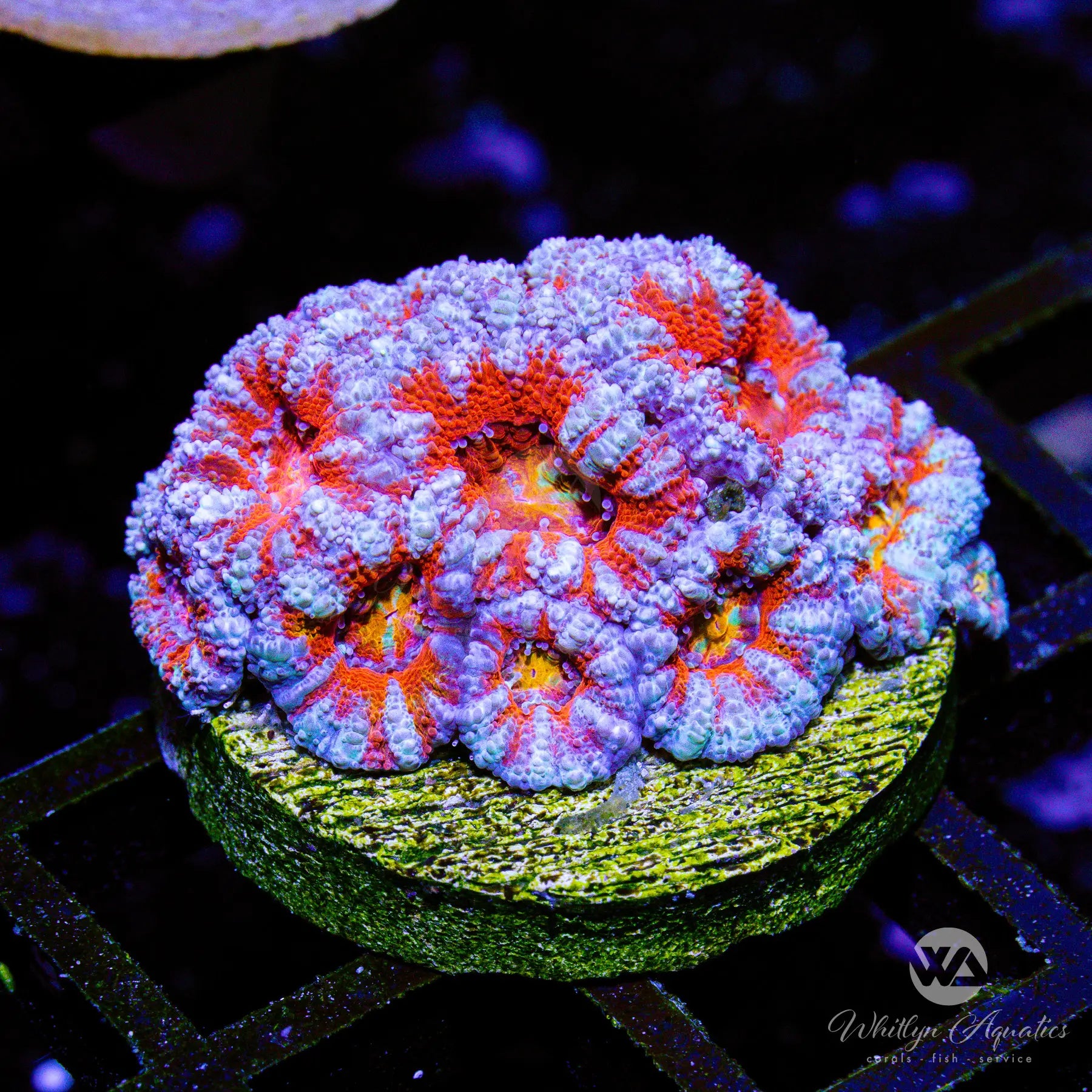 O3 WA Frosted Acan Coral - Premium WYSIWYG Live Coral for Saltwater Aquariums | Perfect for Reef Tanks & Marine Aquascaping