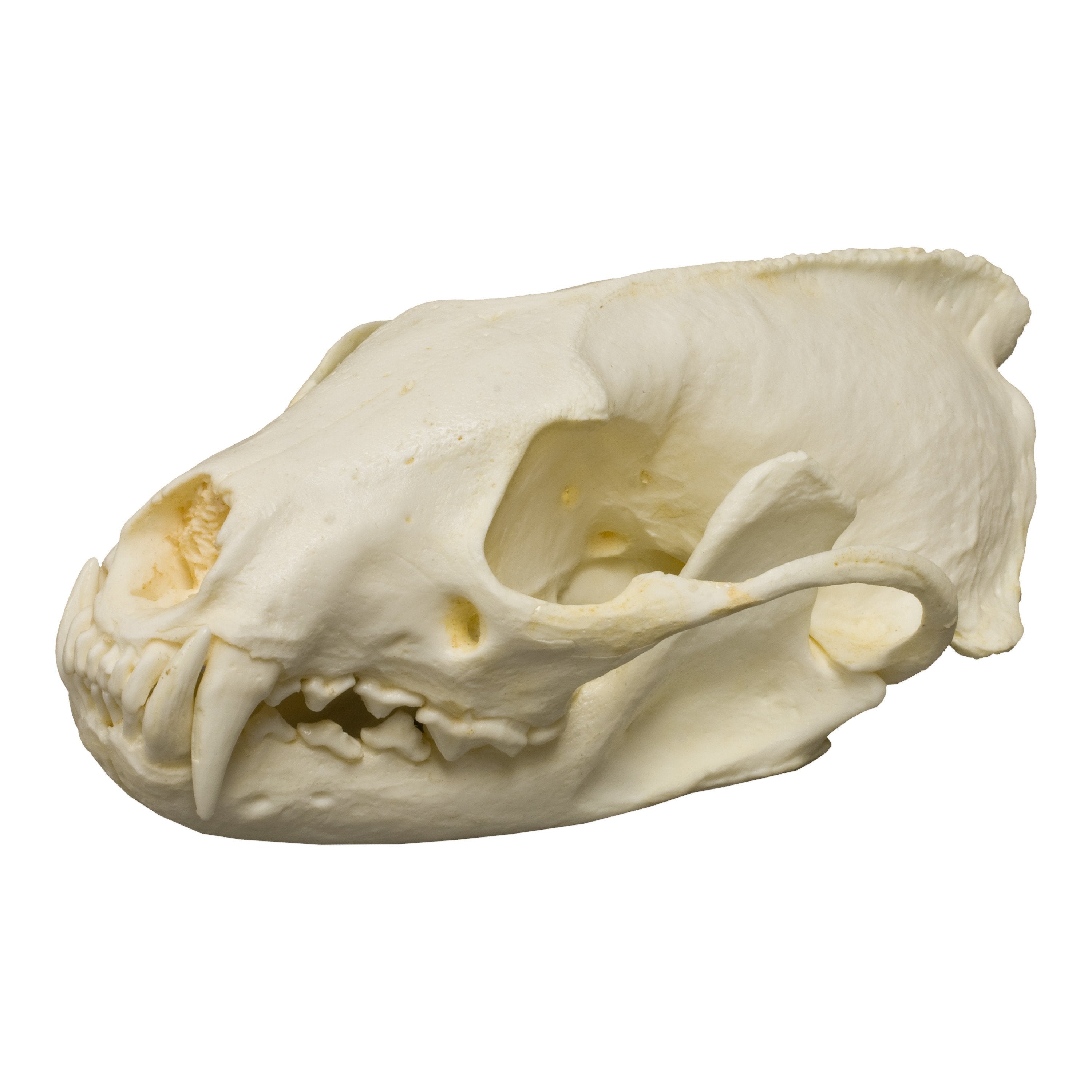 Authentic Fisher Skull Replica - Detailed Bone Carving for Men | Halloween Decor, Gothic Home Decor, Horror Movie Props
