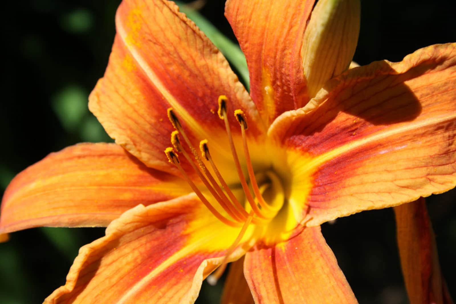 Lily Flower Bulbs - Exquisite Cut Flowers for Wedding, Home Party & Garden Decor - Double-3 Bulbs Pack - Perfect for Bouquets, Centerpieces & Outdoor Planting