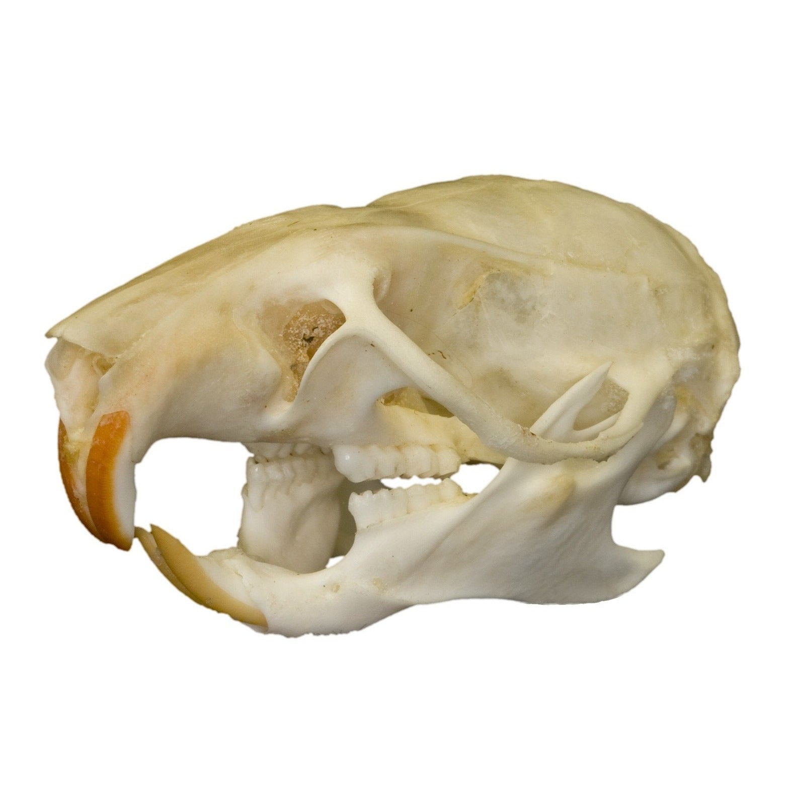 Authentic Rice Field Rat Skull - Real Animal Bone Specimen for Taxidermy, Oddity Collectors & Gothic Decor - Perfect for Halloween, Dark Academia & Curio Cabinets