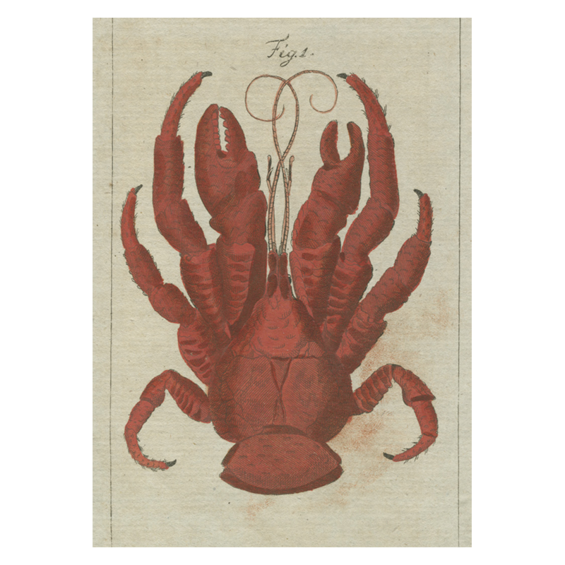 Premium CRD Lobster PNG Image - High-Quality Seafood Graphics for Menus, Websites & Marketing Materials | Perfect for Restaurants, Catering & Food Bloggers
