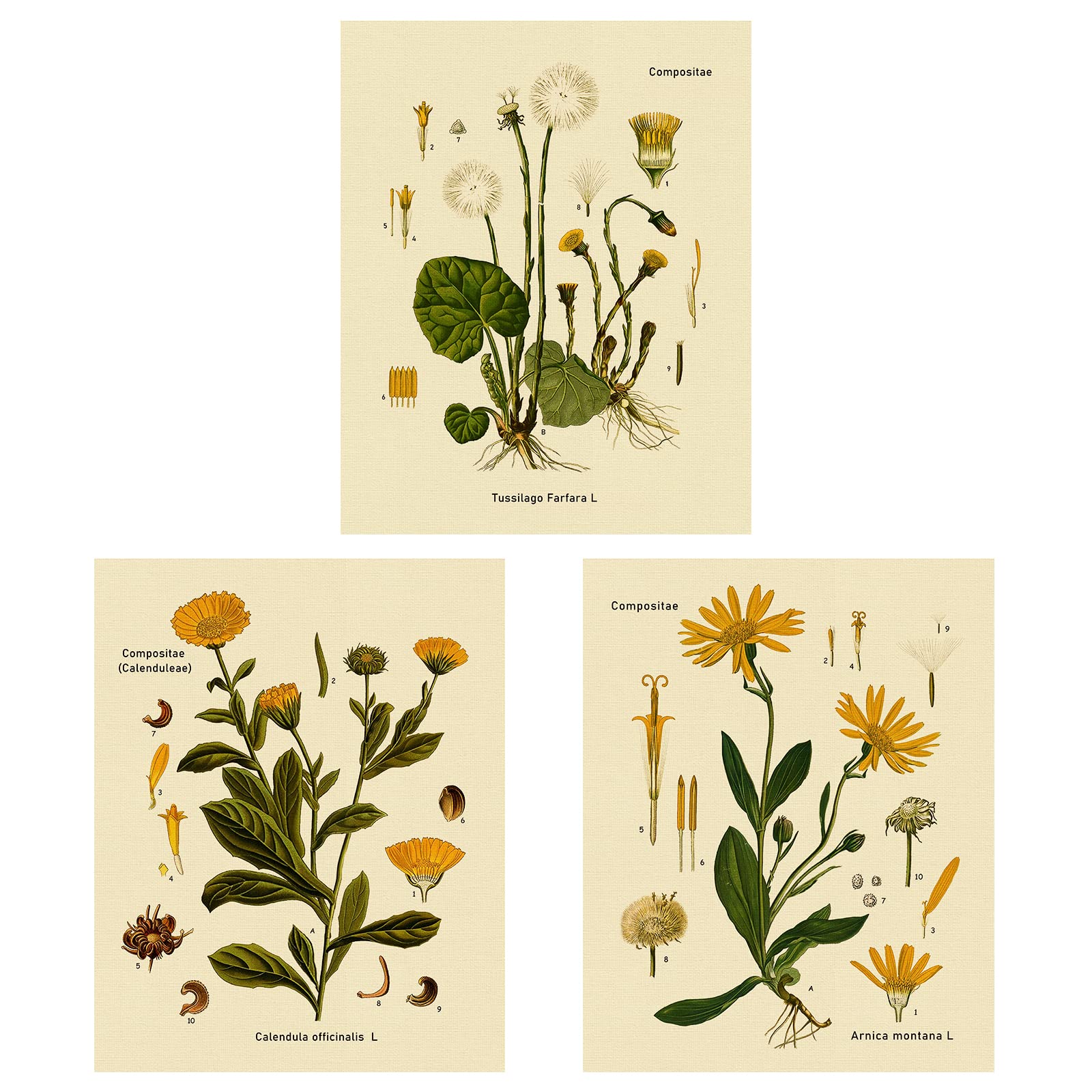 3Pcs Floral Tapestry Wall Decor - Lourny Wildflower Plant Identification Chart, 12x16 Inch Bohemian Tapestry for Bedroom, Living Room, Dorm | Nature-Inspired Home Decor & Gift for Plant Lovers
