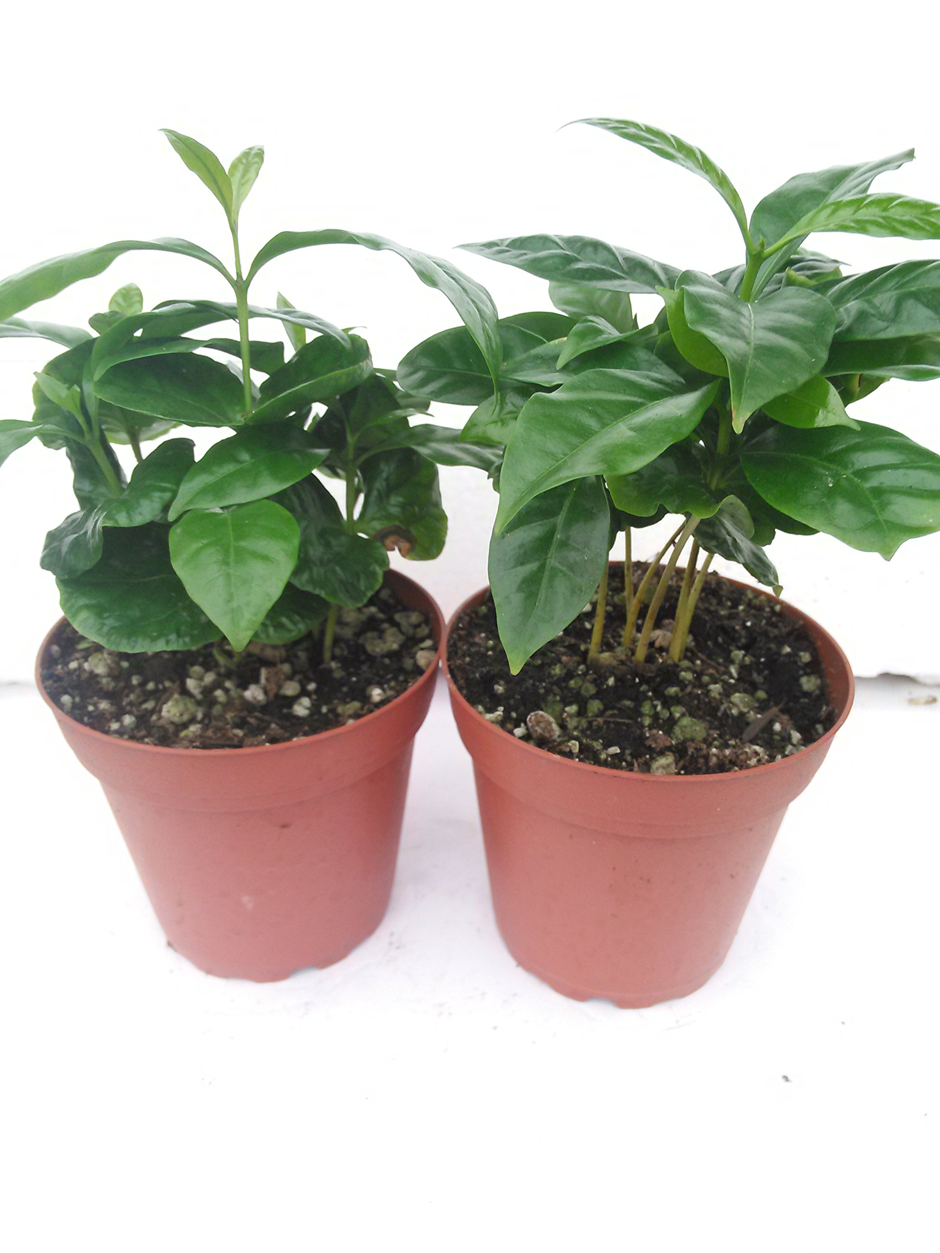 Organic Arabica Coffee Bean Plants (2 Pack) - 4