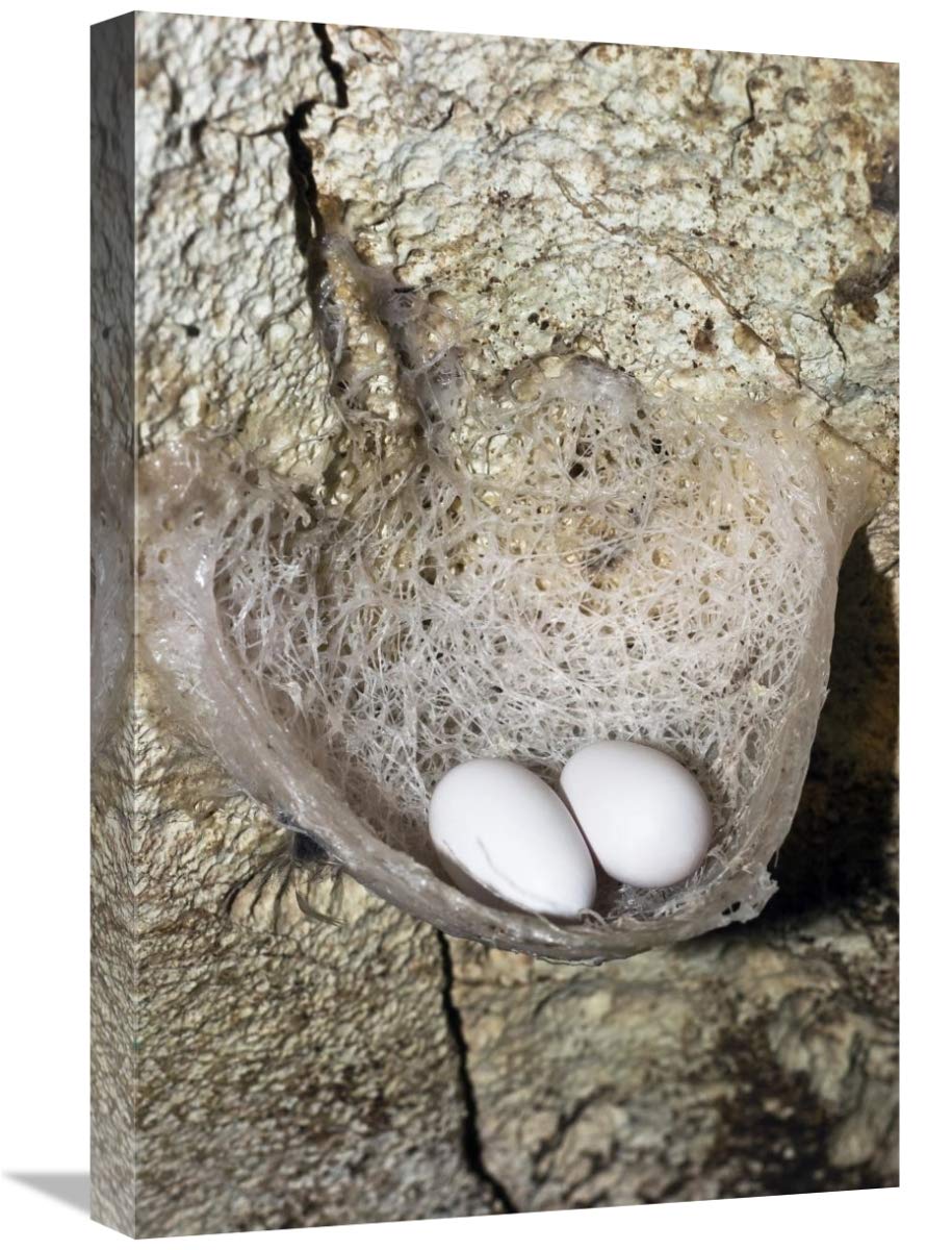 16 x 24 Inch Edible Bird's Nest with Eggs - Premium North Andaman Islands Wildlife Art Print by Konrad Wothe | Perfect for Home Decor, Kitchen Wall Art & Nature Lovers