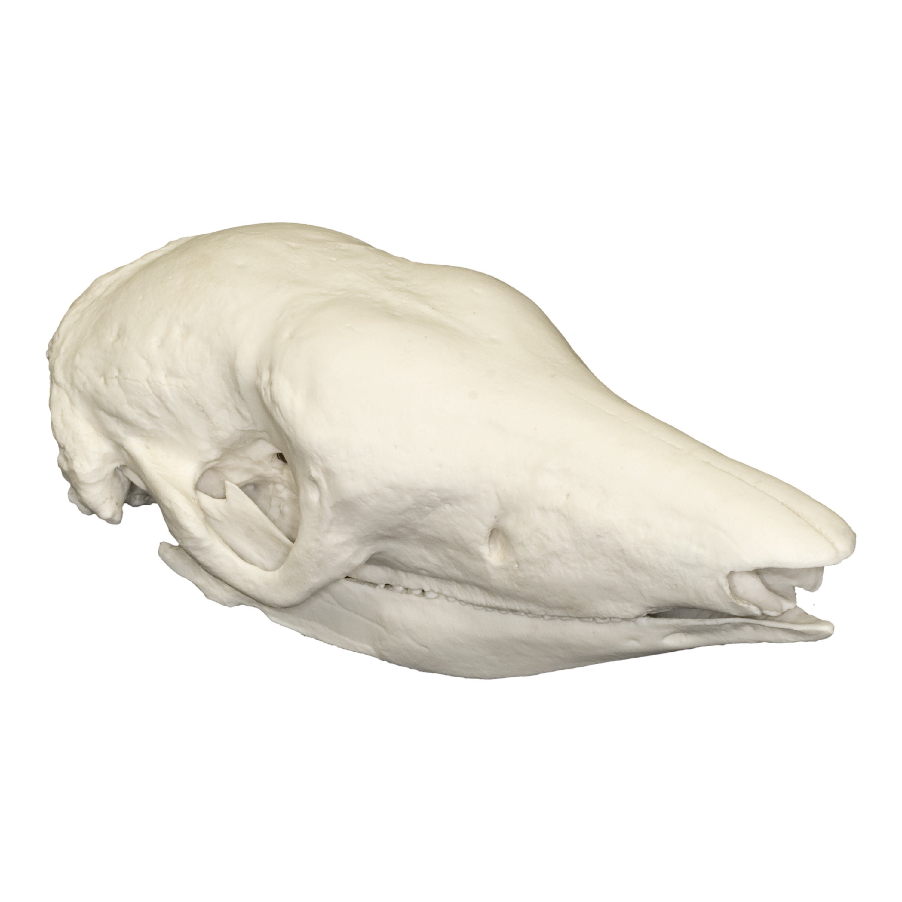 Giant Armadillo Skull Replica - Realistic Animal Skull Model for Home Decor, Halloween Props, and Educational Displays