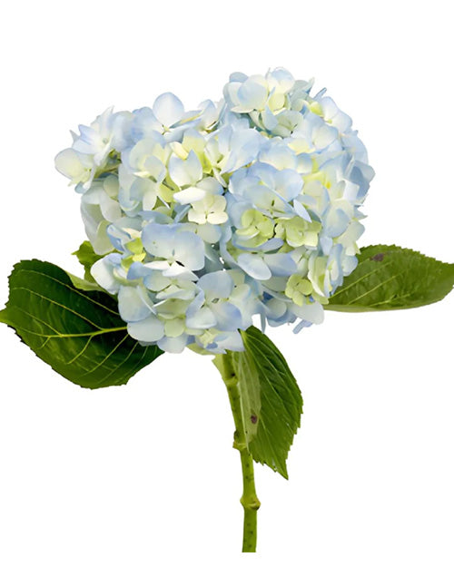 Premium Blue Hydrangea Bouquet - Fresh Cut Flowers for Weddings, Home Decor & Special Occasions