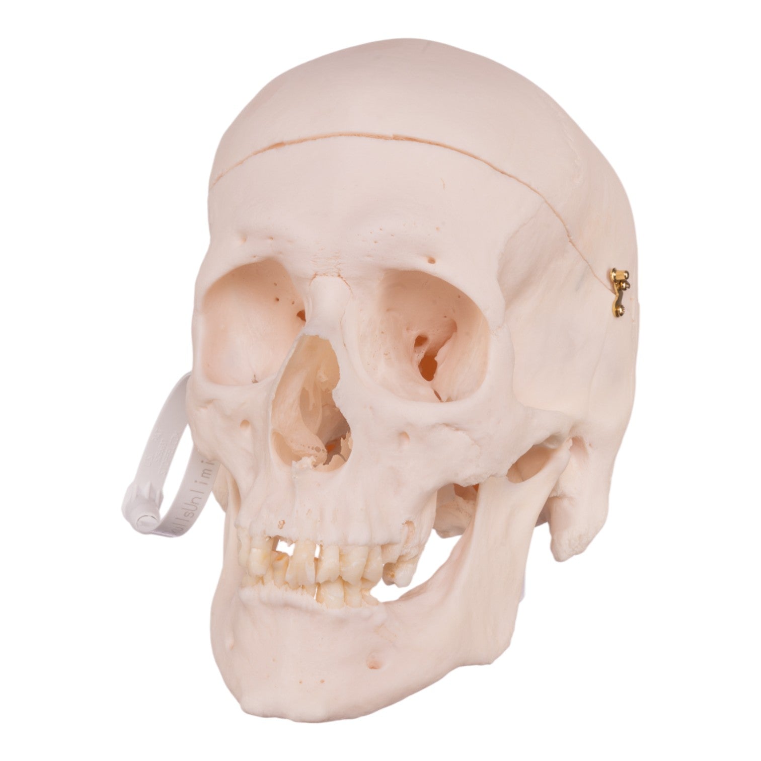 Premium Anatomical Human Skull Model - Accurate Medical & Educational Replica for Students, Doctors & Collectors | Perfect for Classroom Study, Halloween Decor & Scientific Research