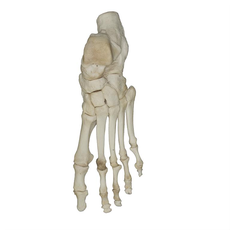 Realistic Human Foot Model - Anatomically Accurate Articulated Foot for Medical Study, Art Reference & Education | Perfect for Doctors, Artists & Students