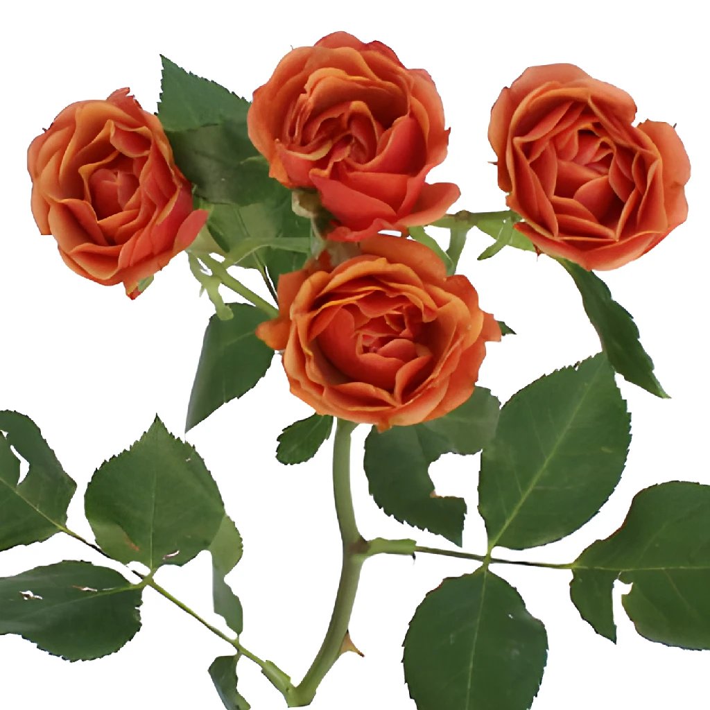 Antique Orange Mini Spray Roses - Fresh Cut Flowers for Weddings, Home Decor, and Floral Arrangements